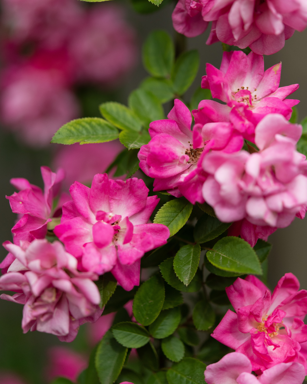 PRE-ORDER: 5 gallon Peggy Martin Climbing Rose